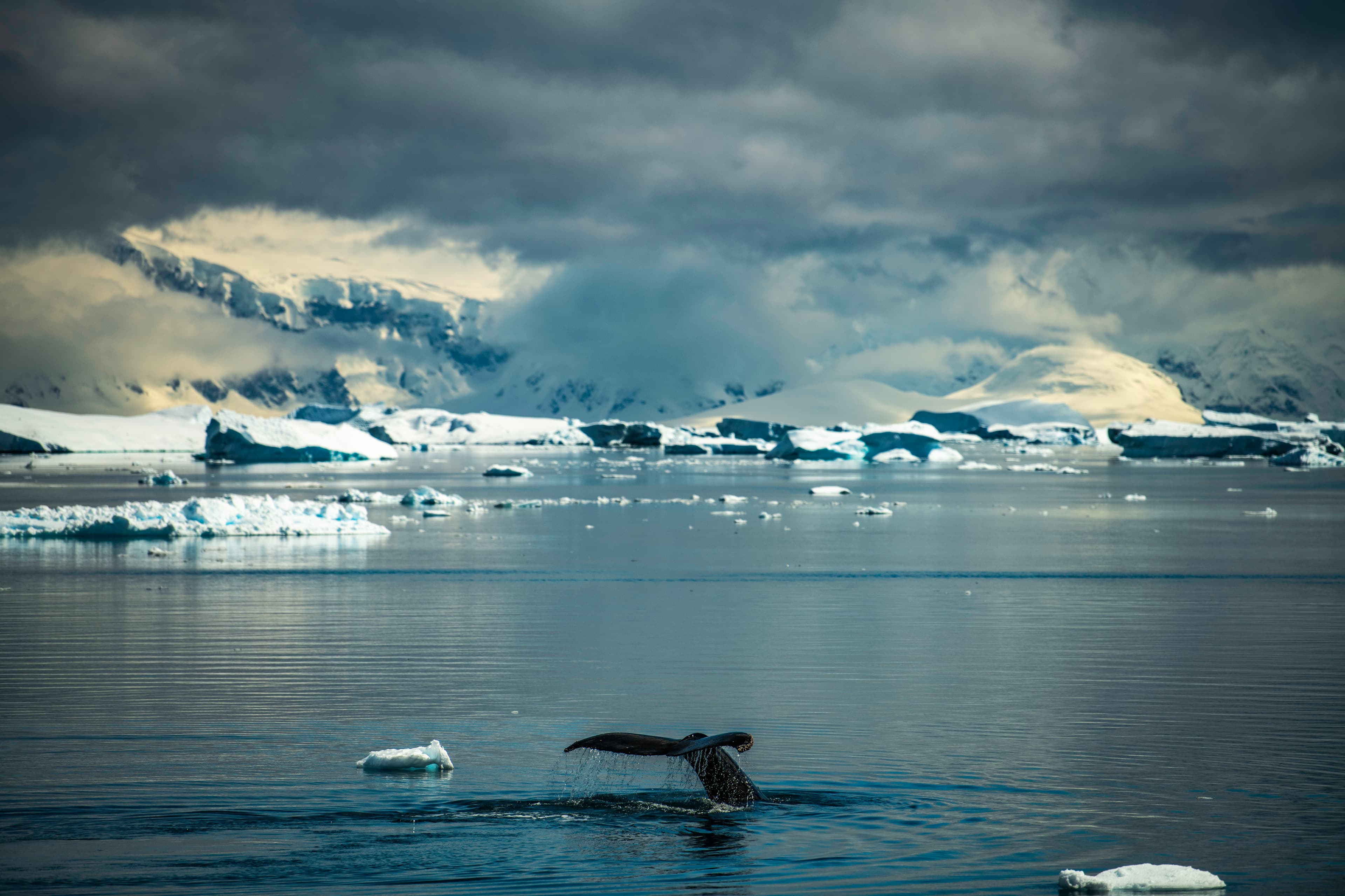 Whale's tail amid icy waters, Antarctica