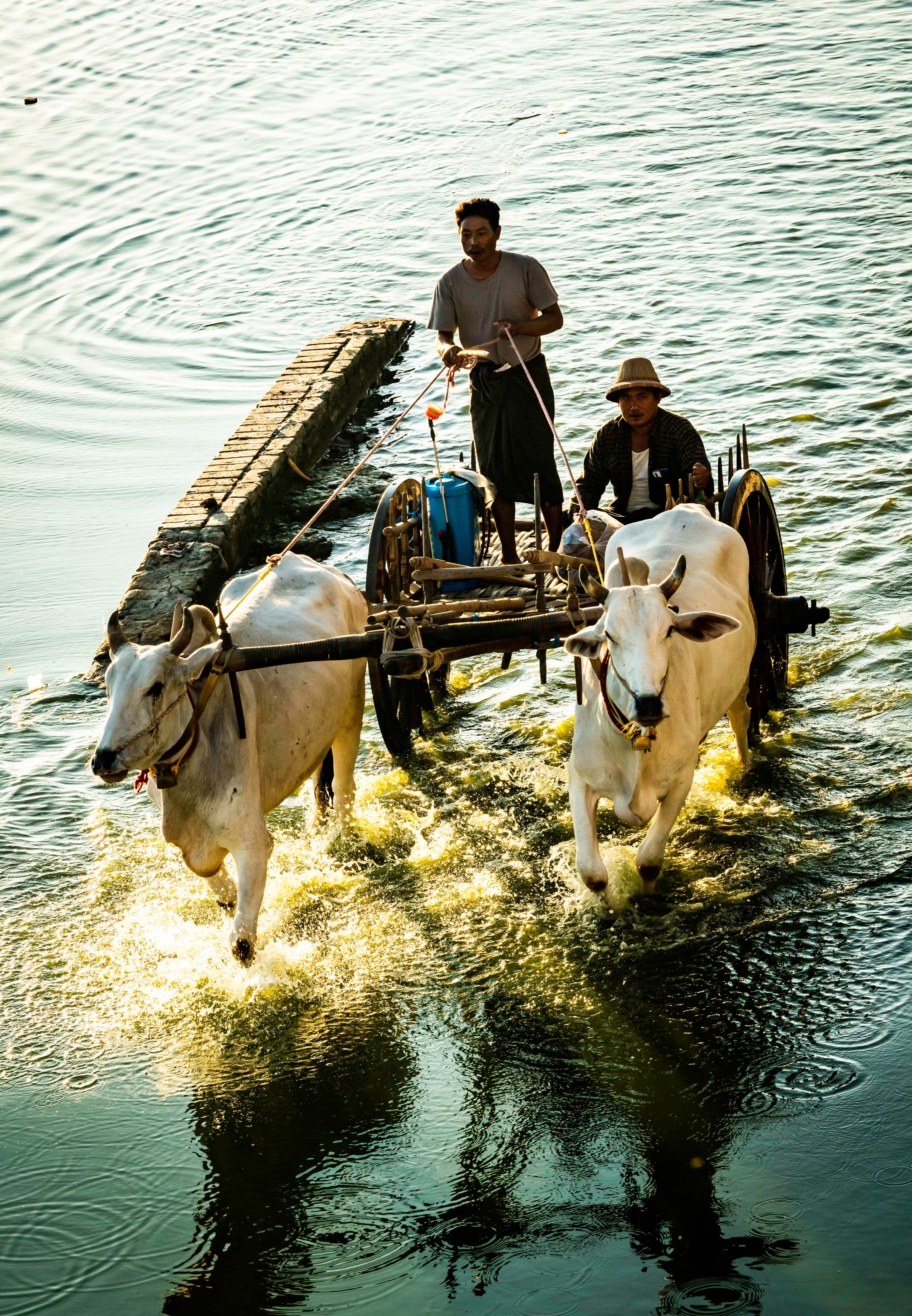 Oxen pulling cart through water, Mandalay