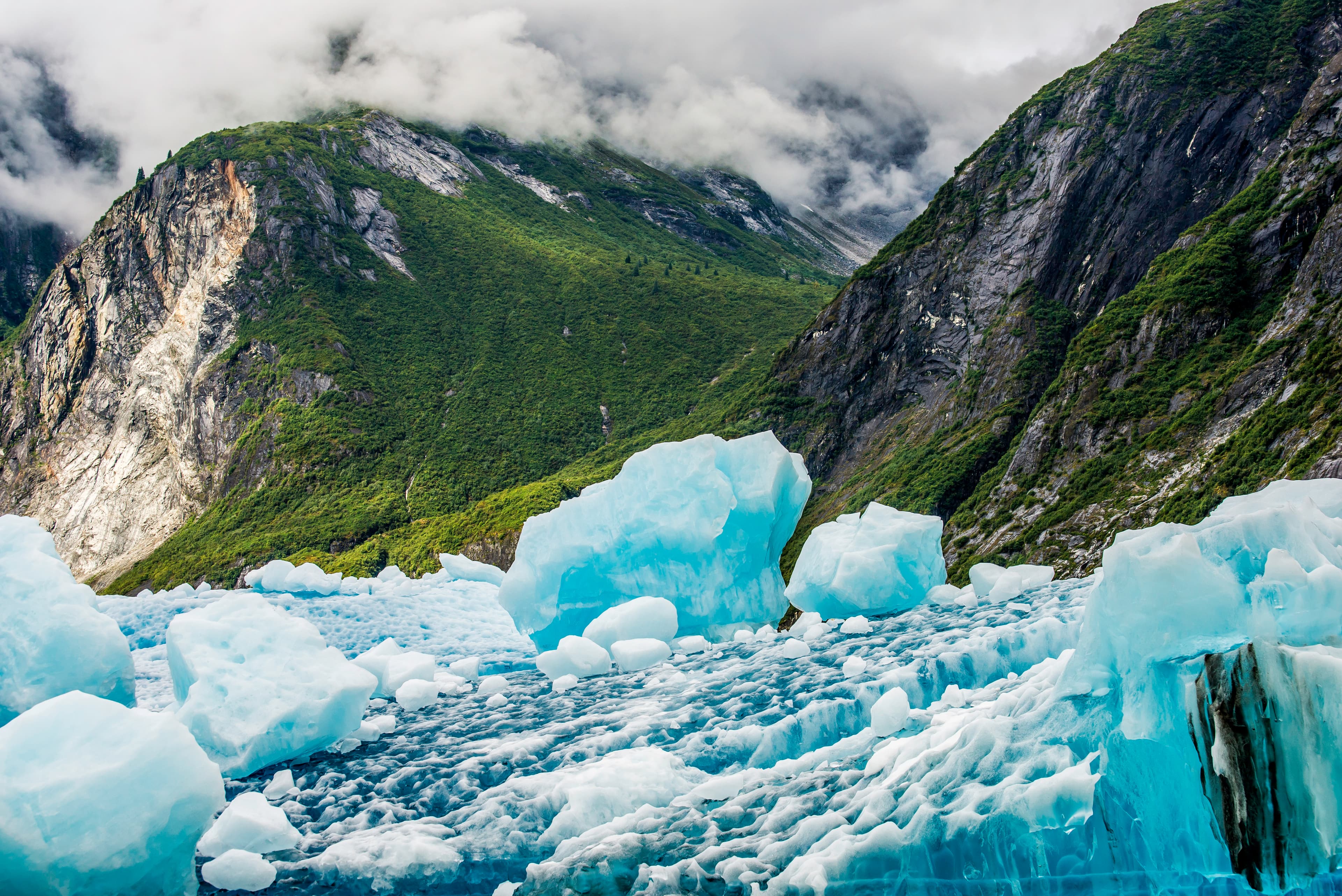 Icebergs amid lush mountains, Tracy Arm Fjord