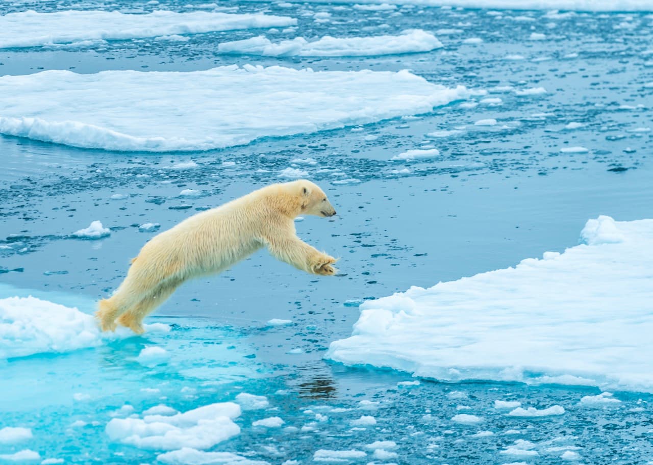 Polar bear leaping across ice floes, Svalbard