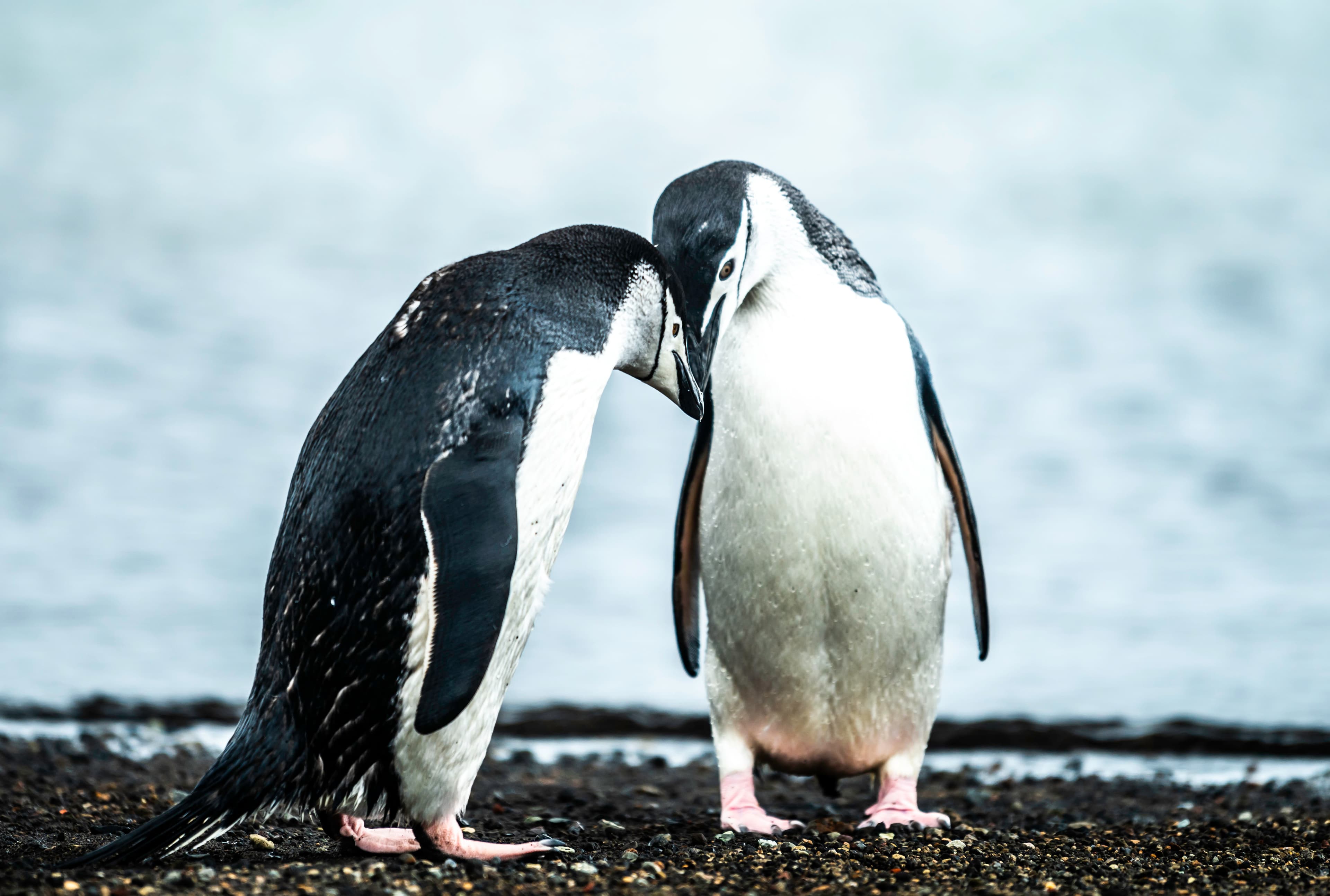 Chinstrap penguin pair sharing a moment, Antarctica