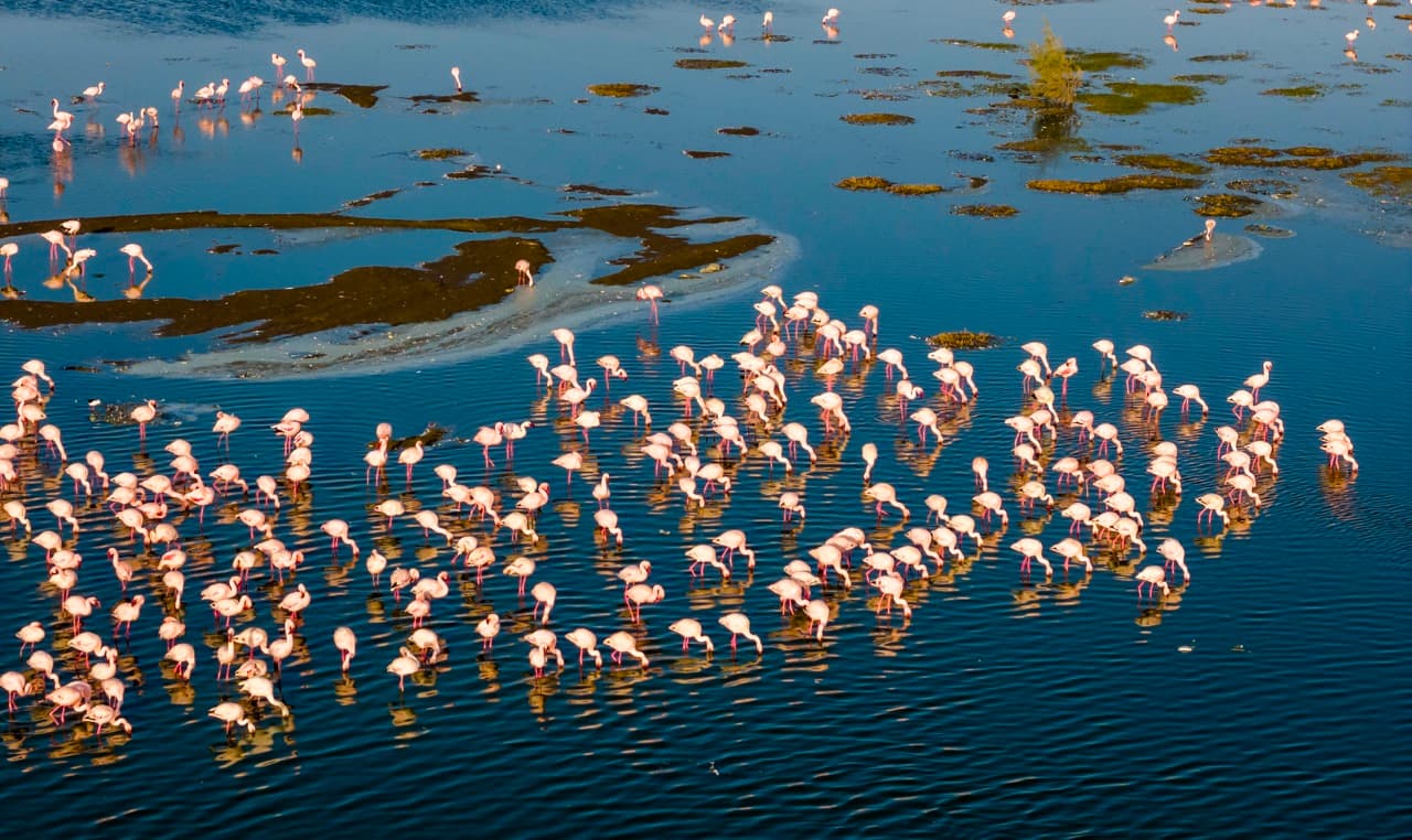Flock of flamingos on coastal waters, Namibia