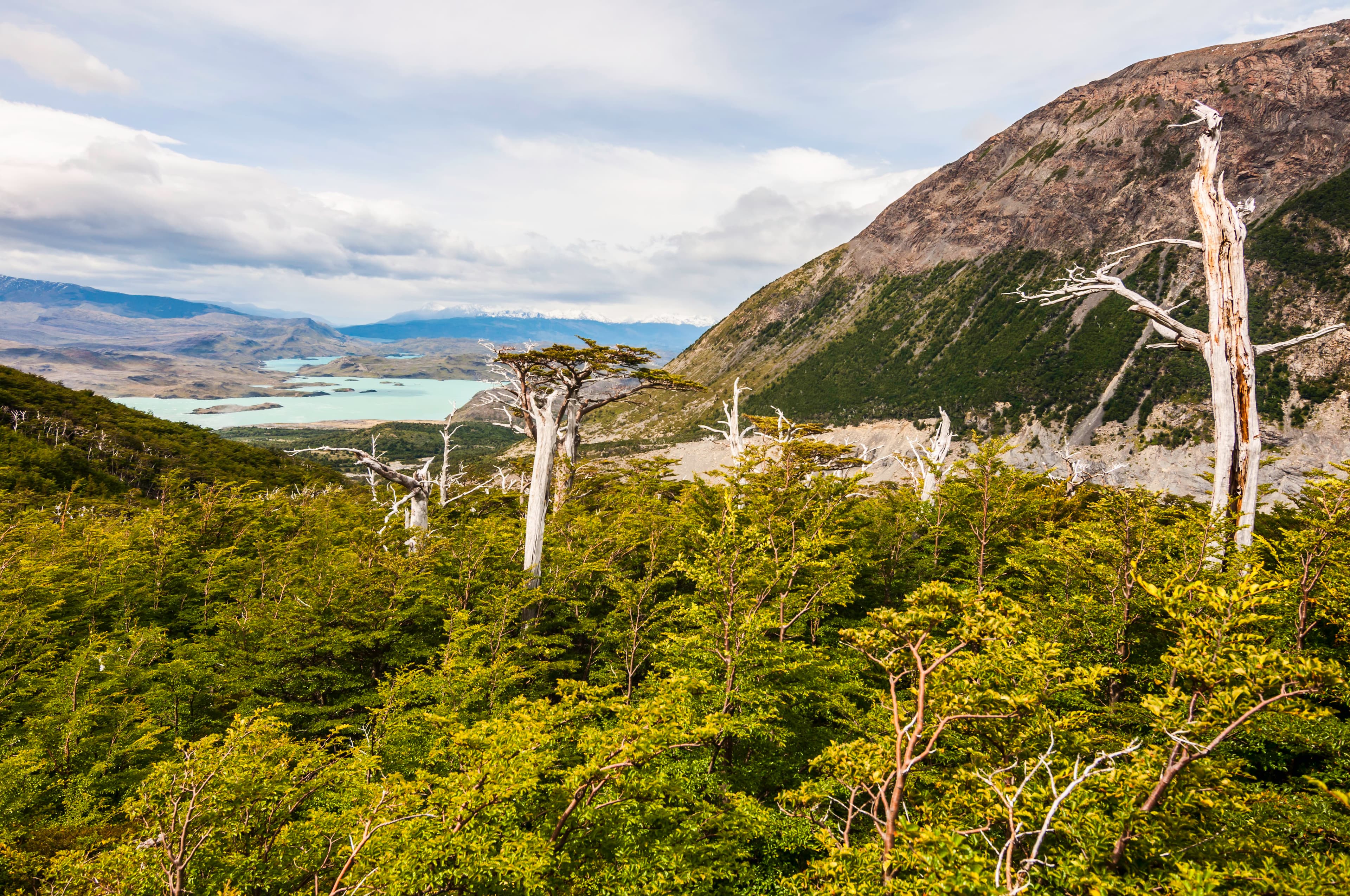 Lush forest and rugged mountains, Torres del Paine