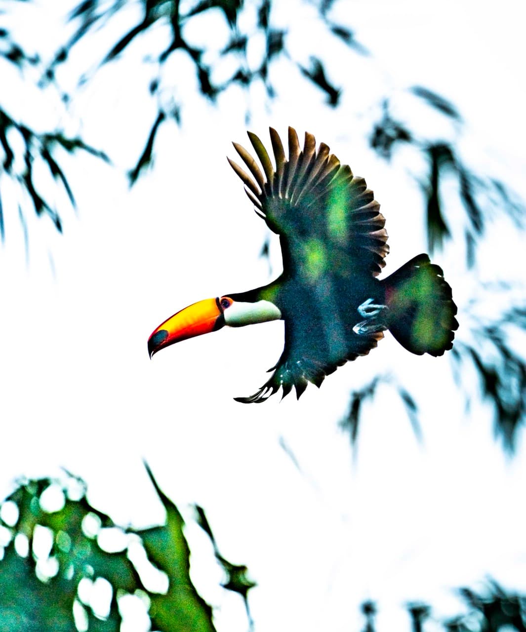 Toucan soaring through lush greenery, Iguazu