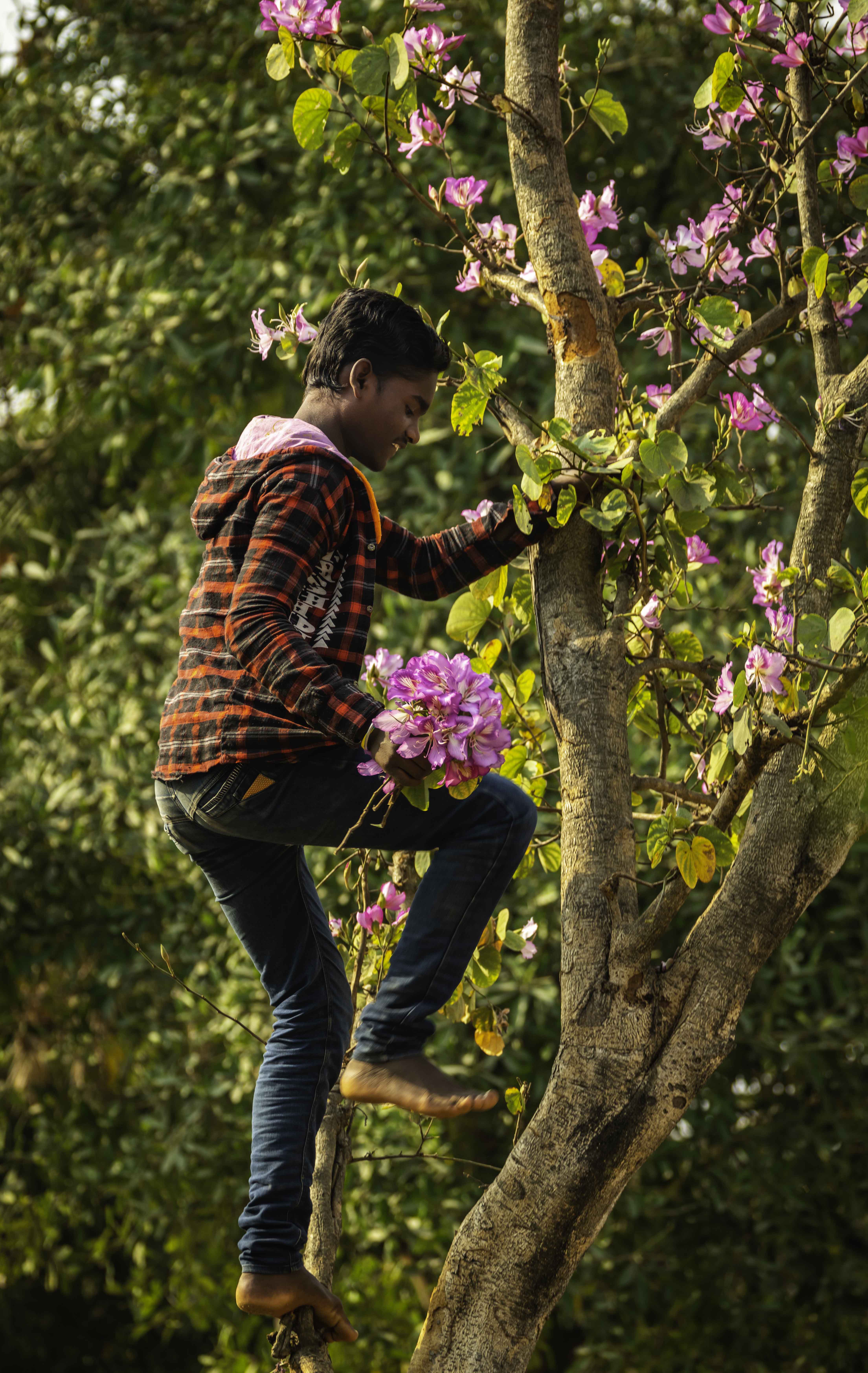 Man gathering flowers from tree, North Bengal