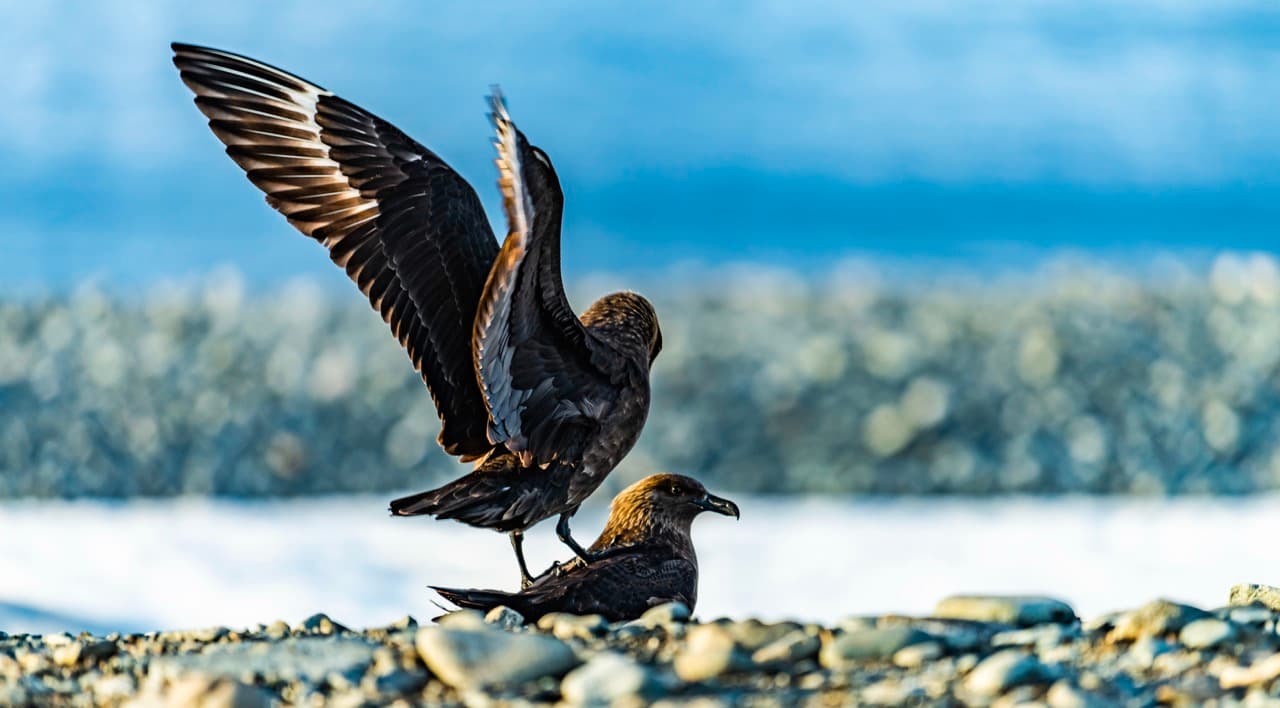 Mating skuas on rocky shore, Antarctica