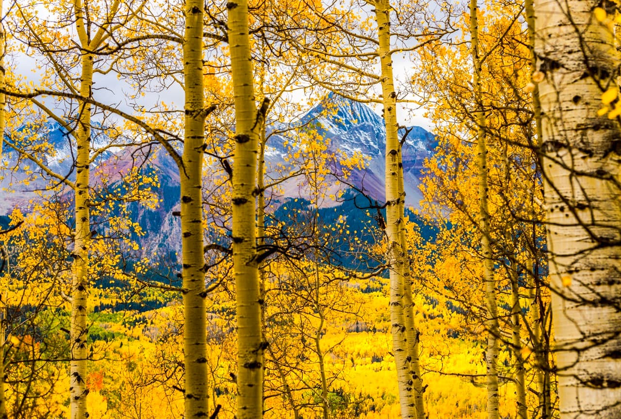 Golden aspens with mountain backdrop, Colorado